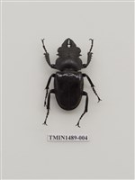 藏品(鬼艷鍬形蟲)的圖片